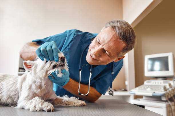 Best Emergency Root Canal Treatment in Whiteriver, AZ